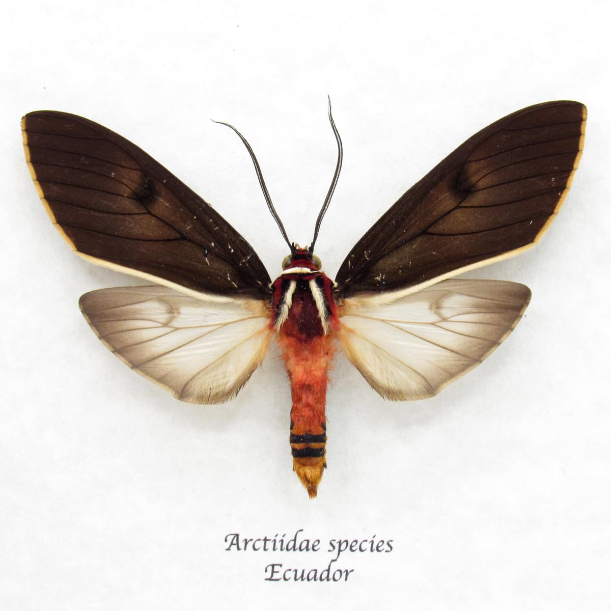 Real large Arctiid moth framed taxidermy - Arctiidae species
