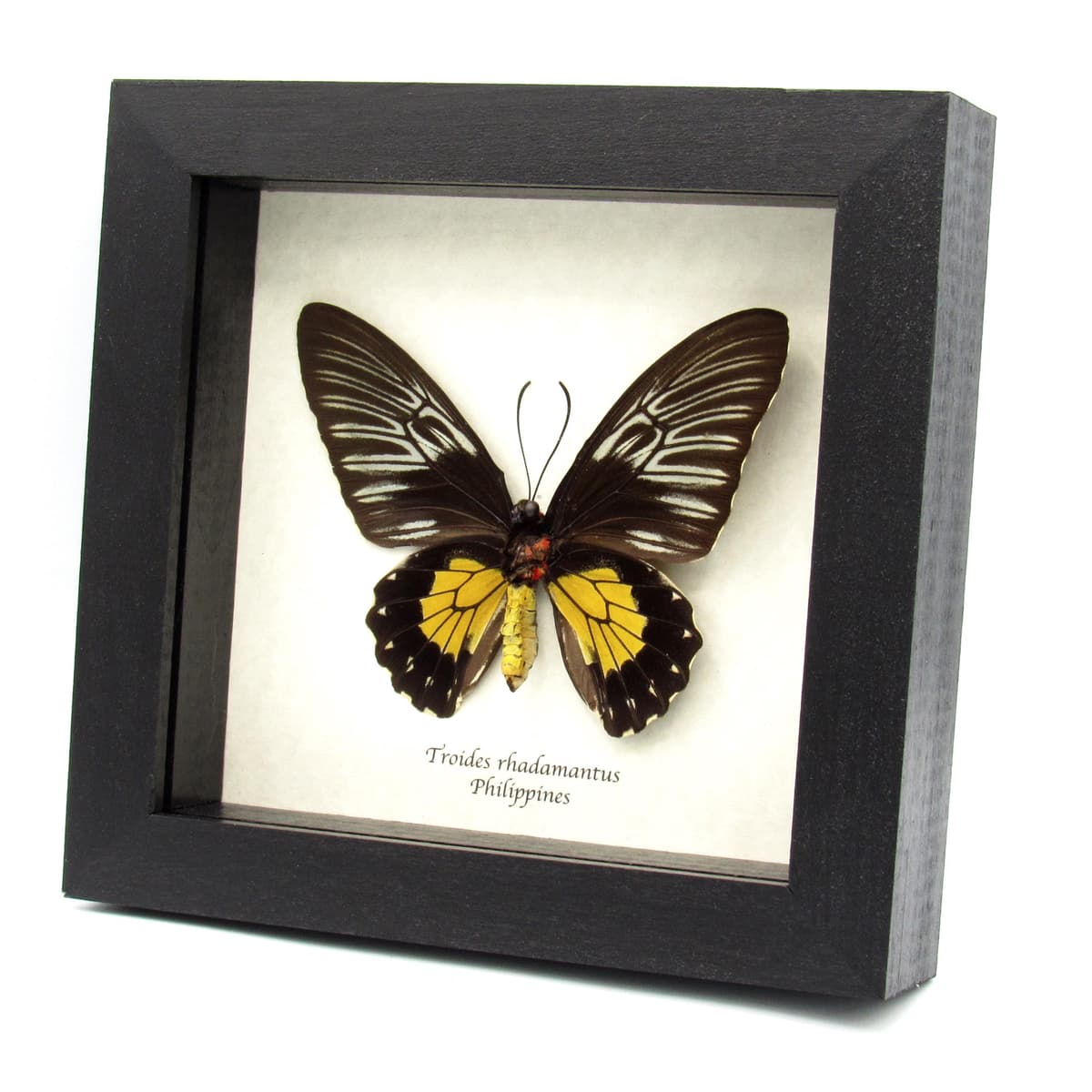 Large yellow Birdwing butterfly framed taxidermy - Troides rhadamantus - female