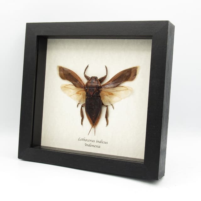 Real Giant Water Bug framed taxidermy - Lethocerus indicus