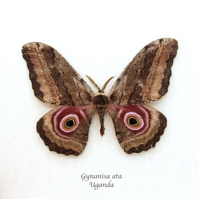 Real Giant Emperor moth framed taxidermy - Gynanisa ata