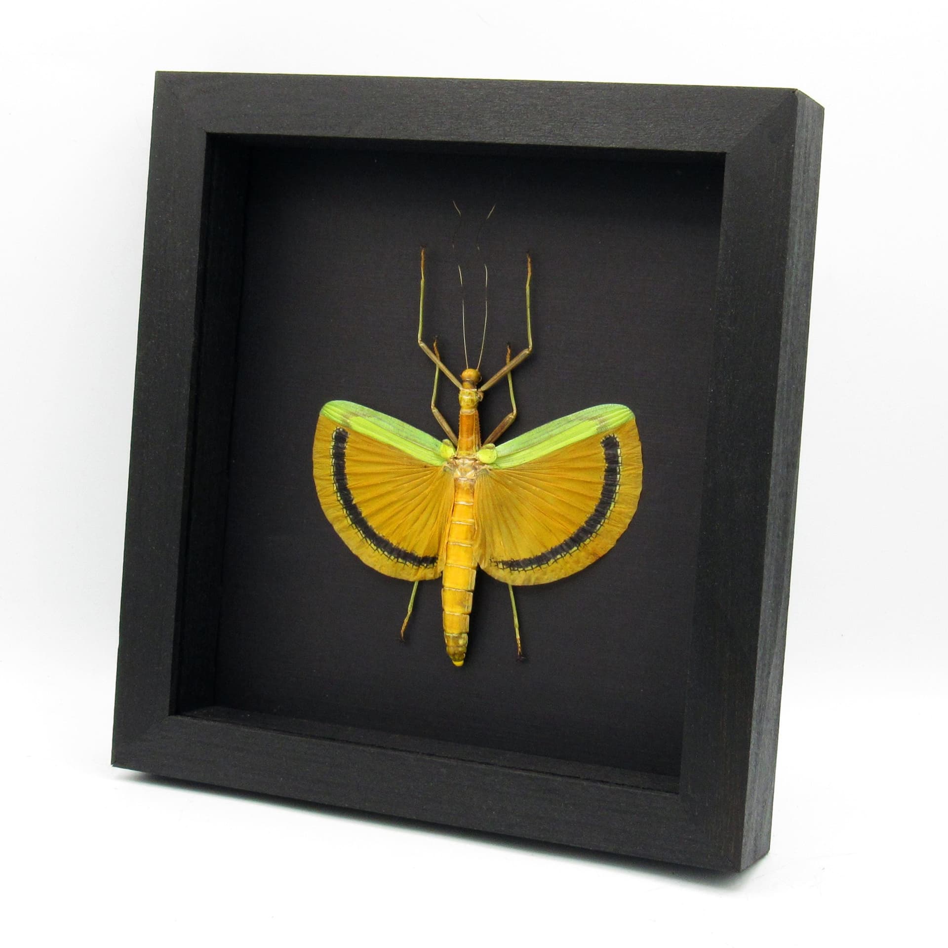 Real Giant Walking Stick bug framed taxidermy - Tagesoidea nigrofasciata