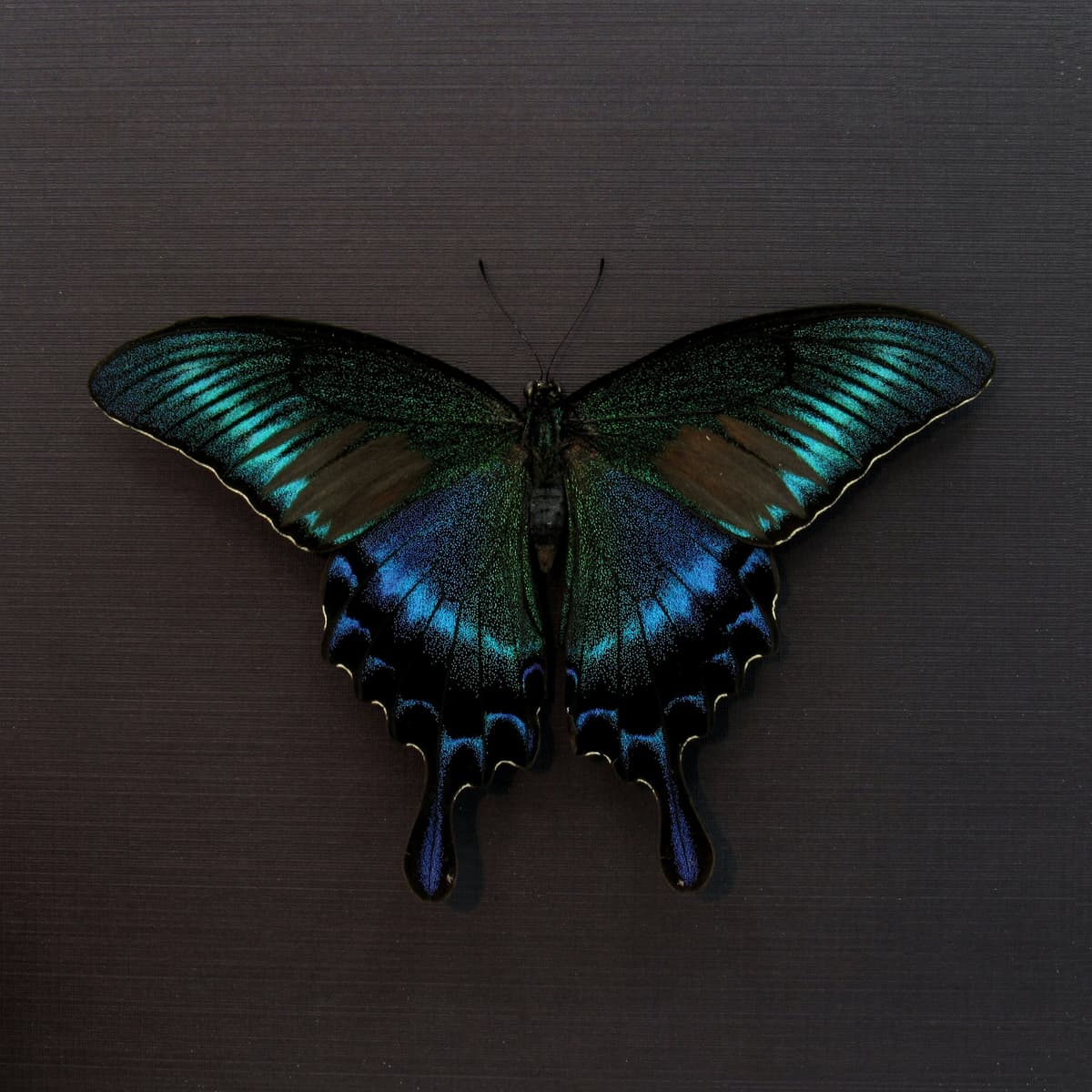 Real Alpine Swallowtail framed taxidermy - Papilio maackii tutanus - spring form - Victorian mount