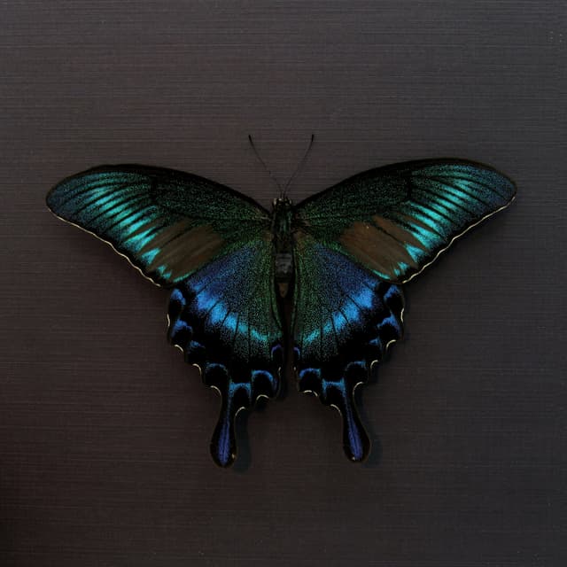 Real Alpine Swallowtail framed taxidermy - Papilio maackii tutanus - spring form - Victorian mount