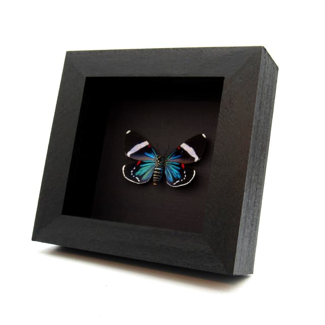 Real metallic framed moth taxidermy - Hypocrita excellens
