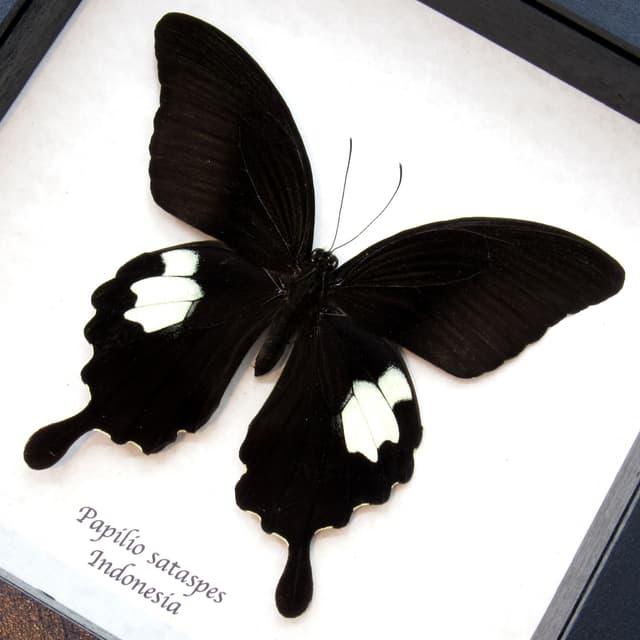 Real large black Swallowtail butterfly framed taxidermy - Papilio sataspes