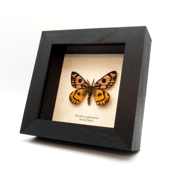 Real rare Western Sheep moth framed taxidermy - Hemileuca eglantarina