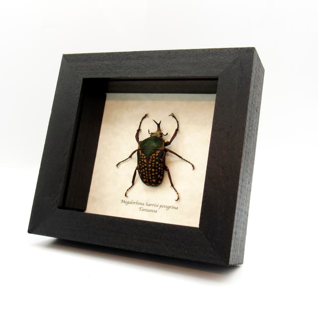 Real framed flower beetle taxidermy - Megalorrhina harrisi peregrina