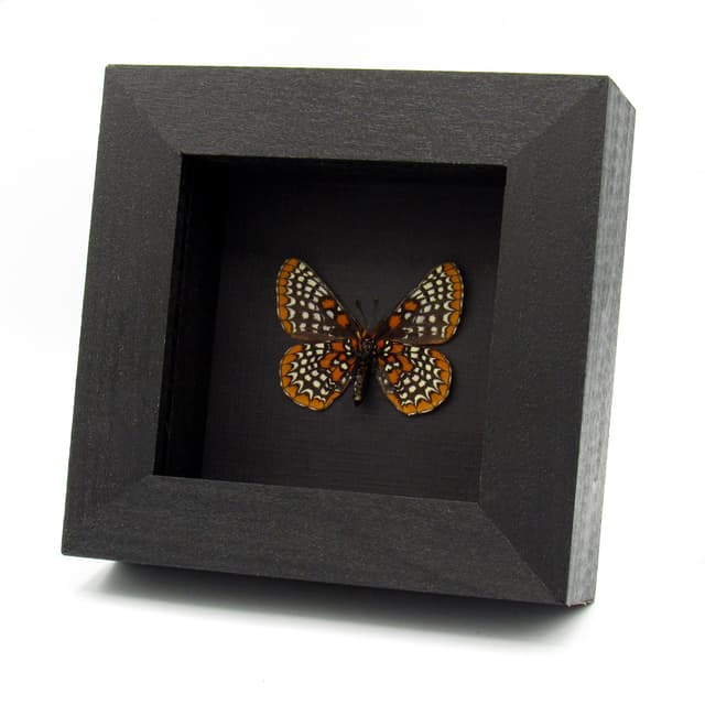 Real Baltimore Checkerspot butterfly framed taxidermy - Euphydryas phaeton - large female