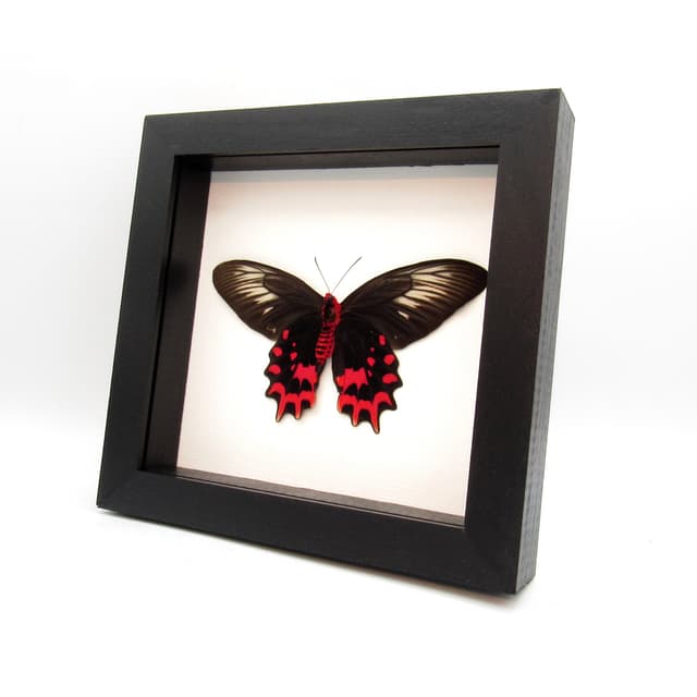 Real Vampire butterfly framed taxidermy - Atrophaneura semperi albofasciata - female - Victorian mount