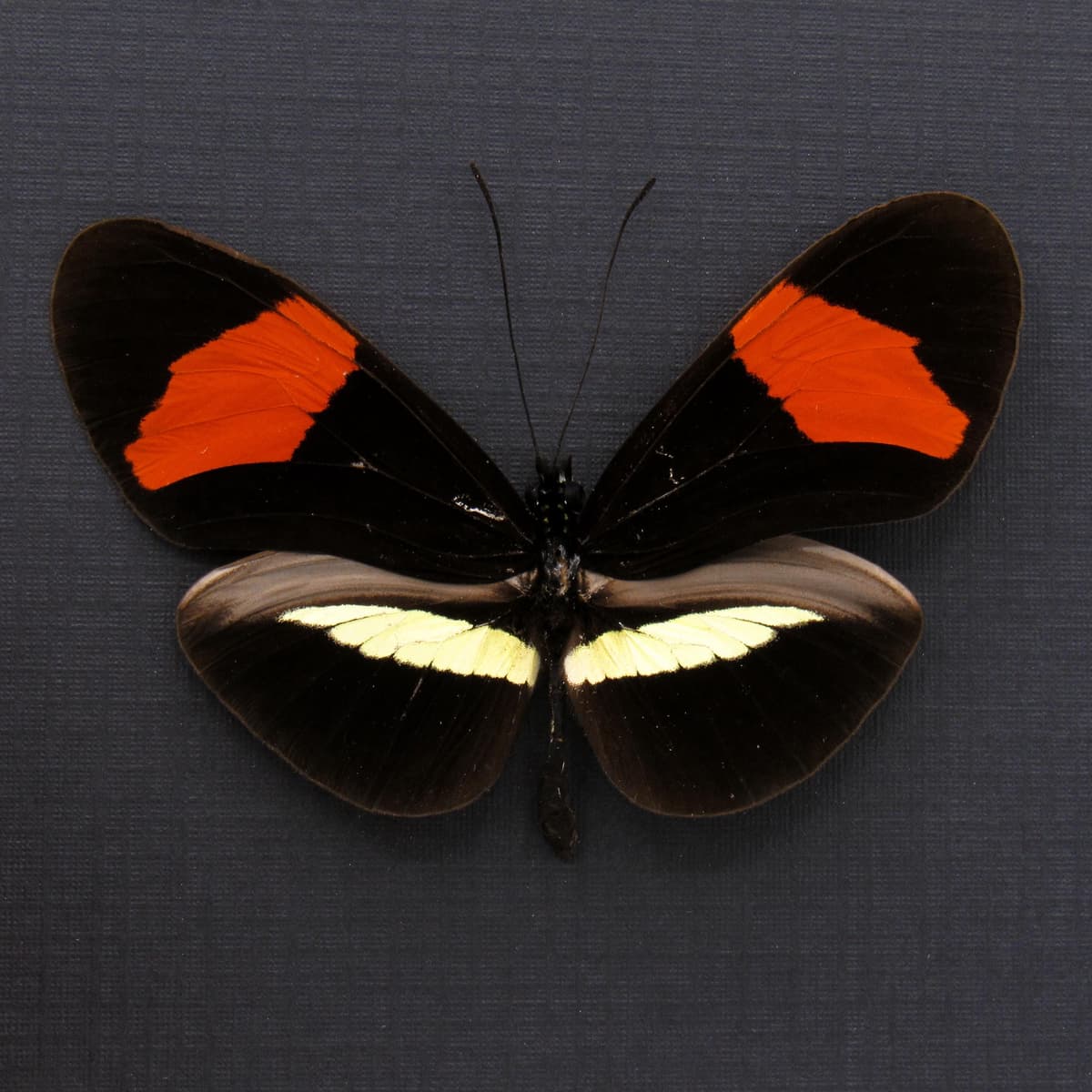 Large real red Longwing butterfly framed taxidermy - Heliconius melpomene