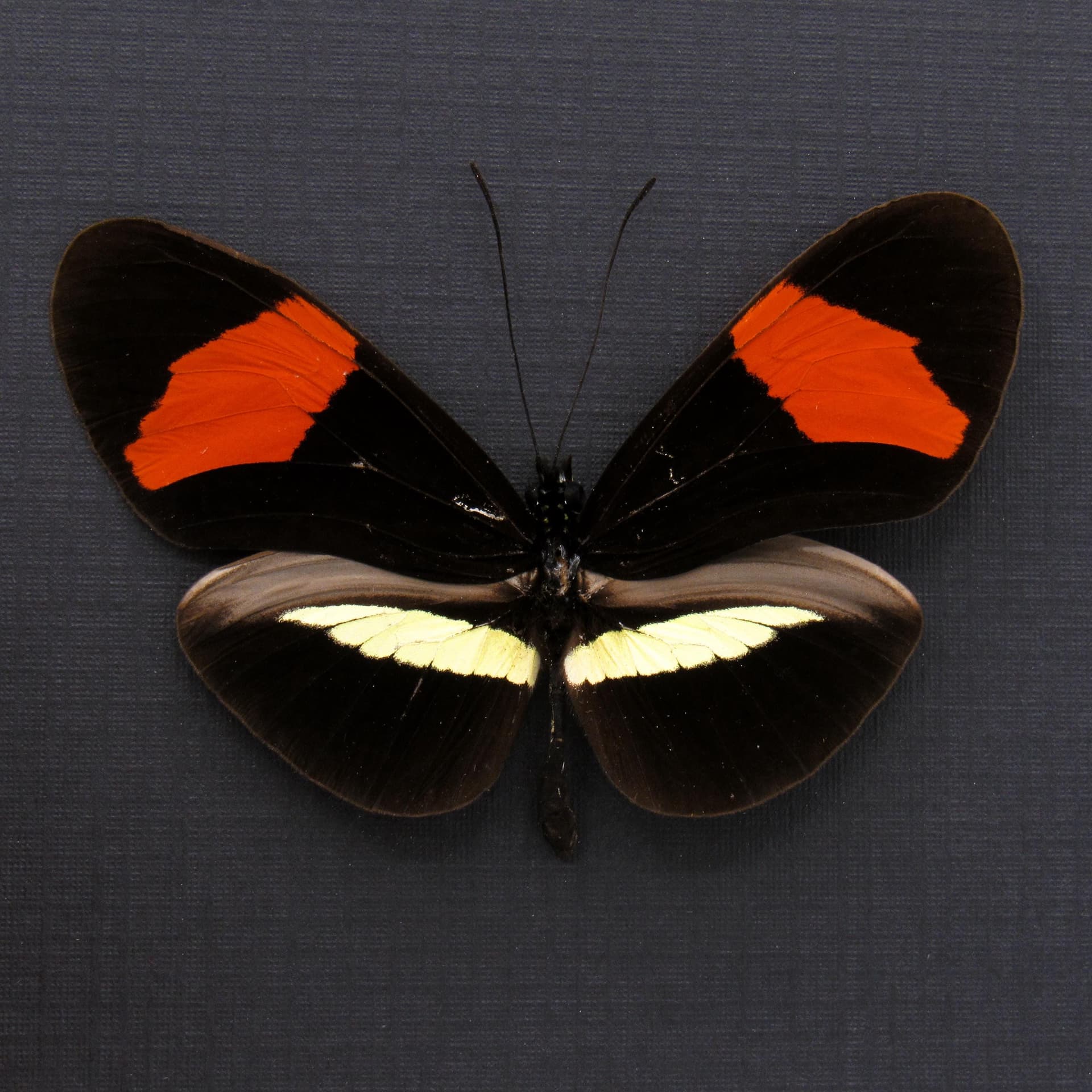 Large real red Longwing butterfly framed taxidermy - Heliconius melpomene