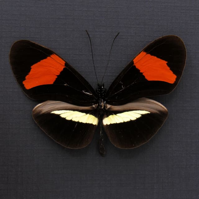Large real red Longwing butterfly framed taxidermy - Heliconius melpomene