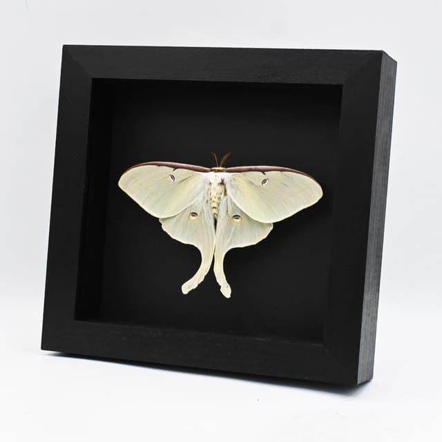 Very large real Luna Moon moth framed taxidermy - Actias luna - female - Victorian mount