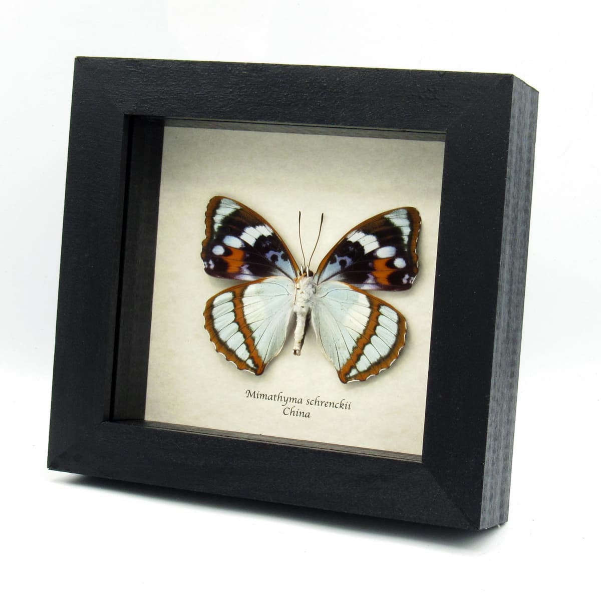 Real purple butterfly framed taxidermy - Mimathyma schrenckii