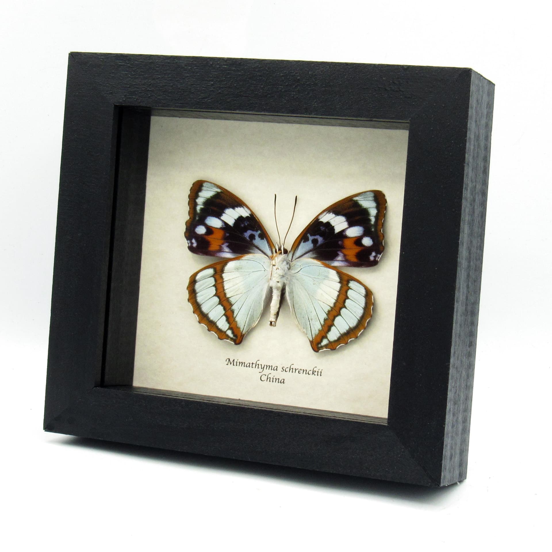 Real purple butterfly framed taxidermy - Mimathyma schrenckii