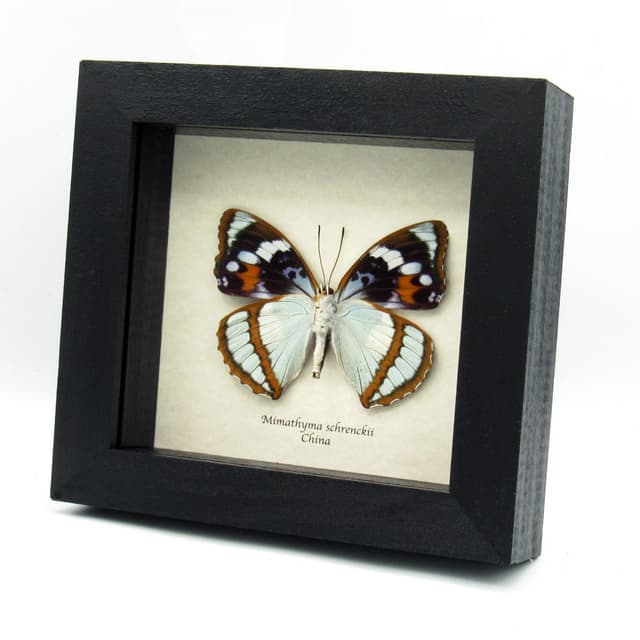 Real purple butterfly framed taxidermy - Mimathyma schrenckii