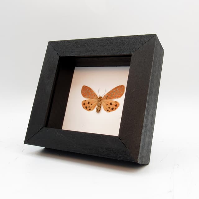 Real Peach Mangina Moth framed taxidermy - Mangina argus