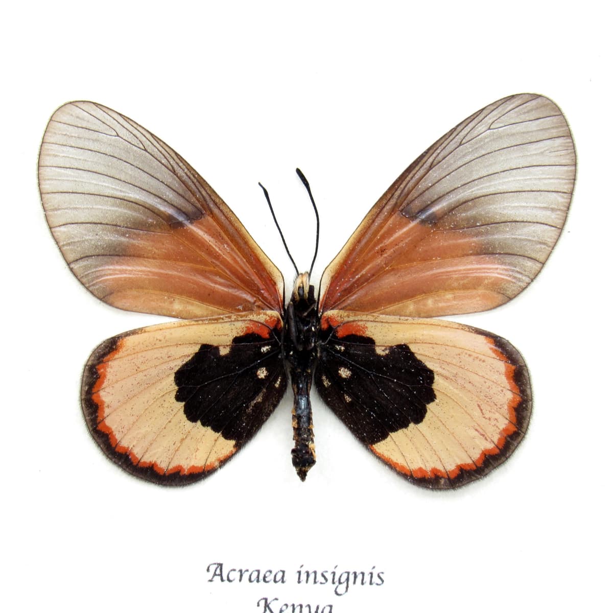 Real African Glasswing butterfly framed taxidermy - Acraea insignis - female