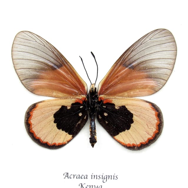 Real African Glasswing butterfly framed taxidermy - Acraea insignis - female