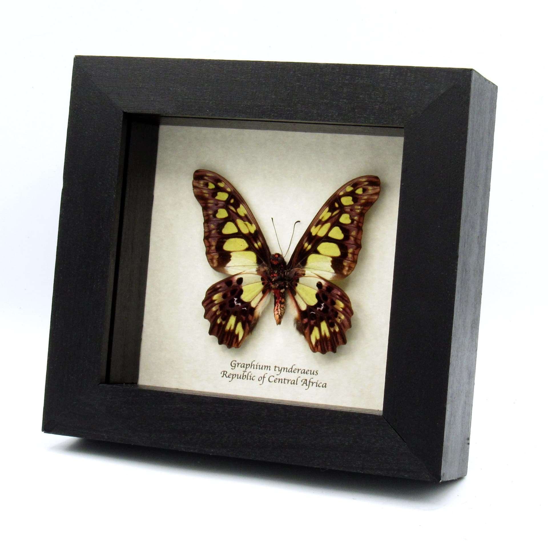 Real Green Swordtail butterfly framed taxidermy - Graphium tynderaeus