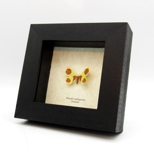 Rare yellow glitter Geometer moth framed taxidermy - Plutodes malaysiana