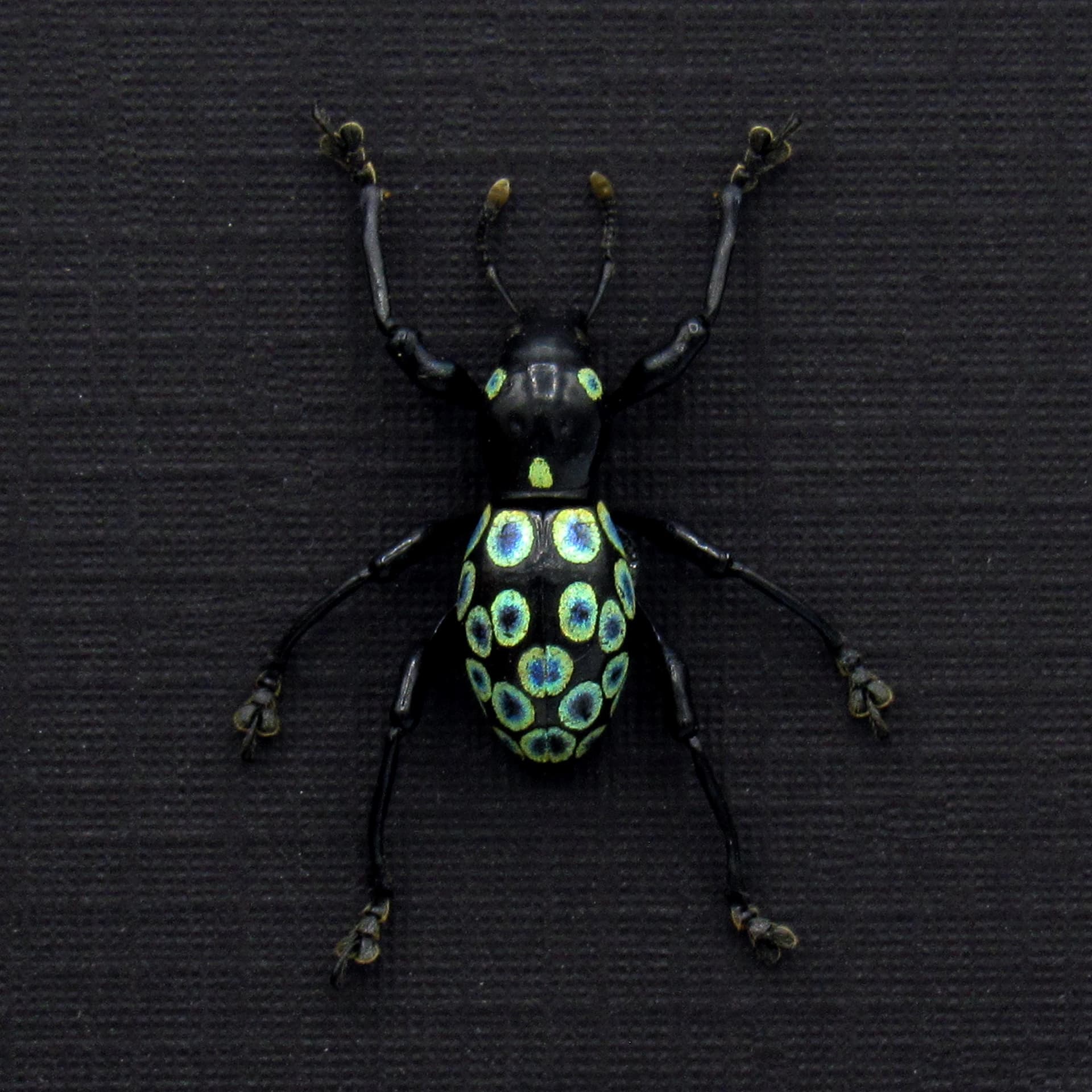 WEEVIL MANIA - Real metallic green beetle framed - Pachyrhynchus ocellatus