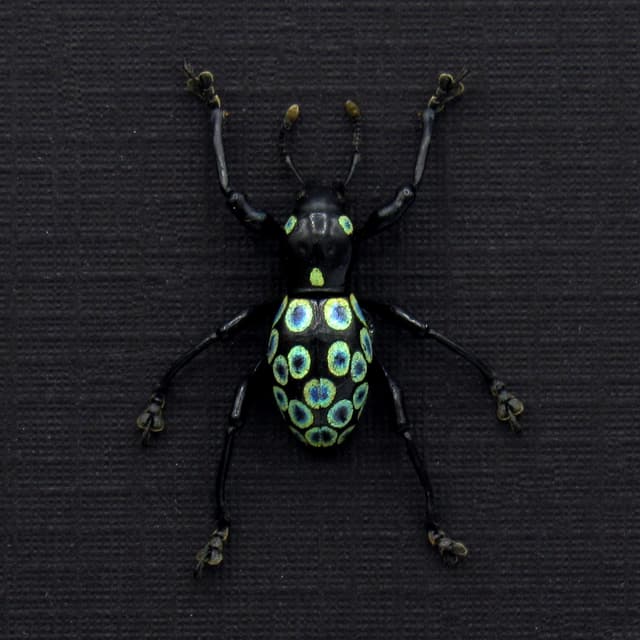 WEEVIL MANIA - Real metallic green beetle framed - Pachyrhynchus ocellatus