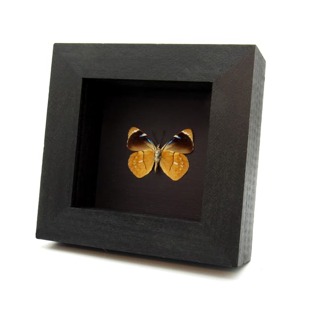 Real gold butterfly framed taxidermy - Perisama philinus