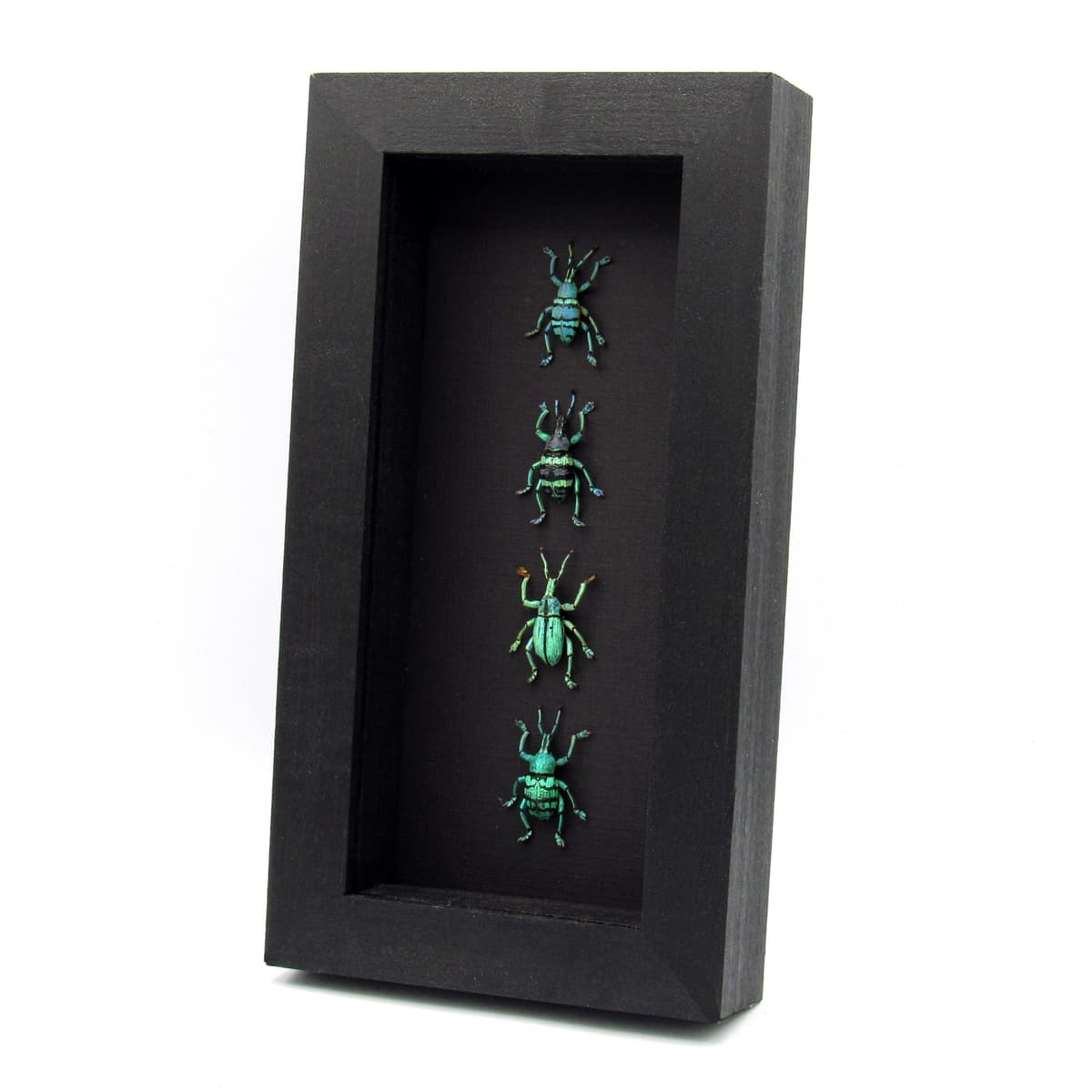 WEEVIL MANIA - real framed metallic glitter weevil beetle collection