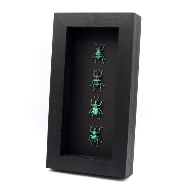 WEEVIL MANIA - real framed metallic glitter weevil beetle collection