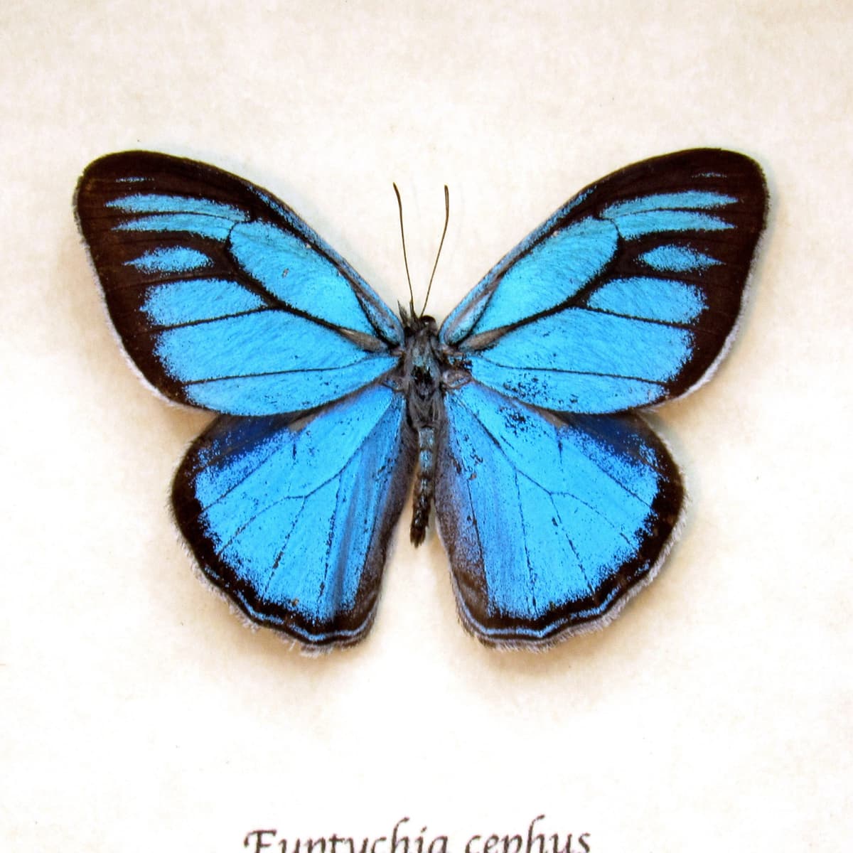 Rare metallic blue framed taxidermy butterfly - Euptychia cephus