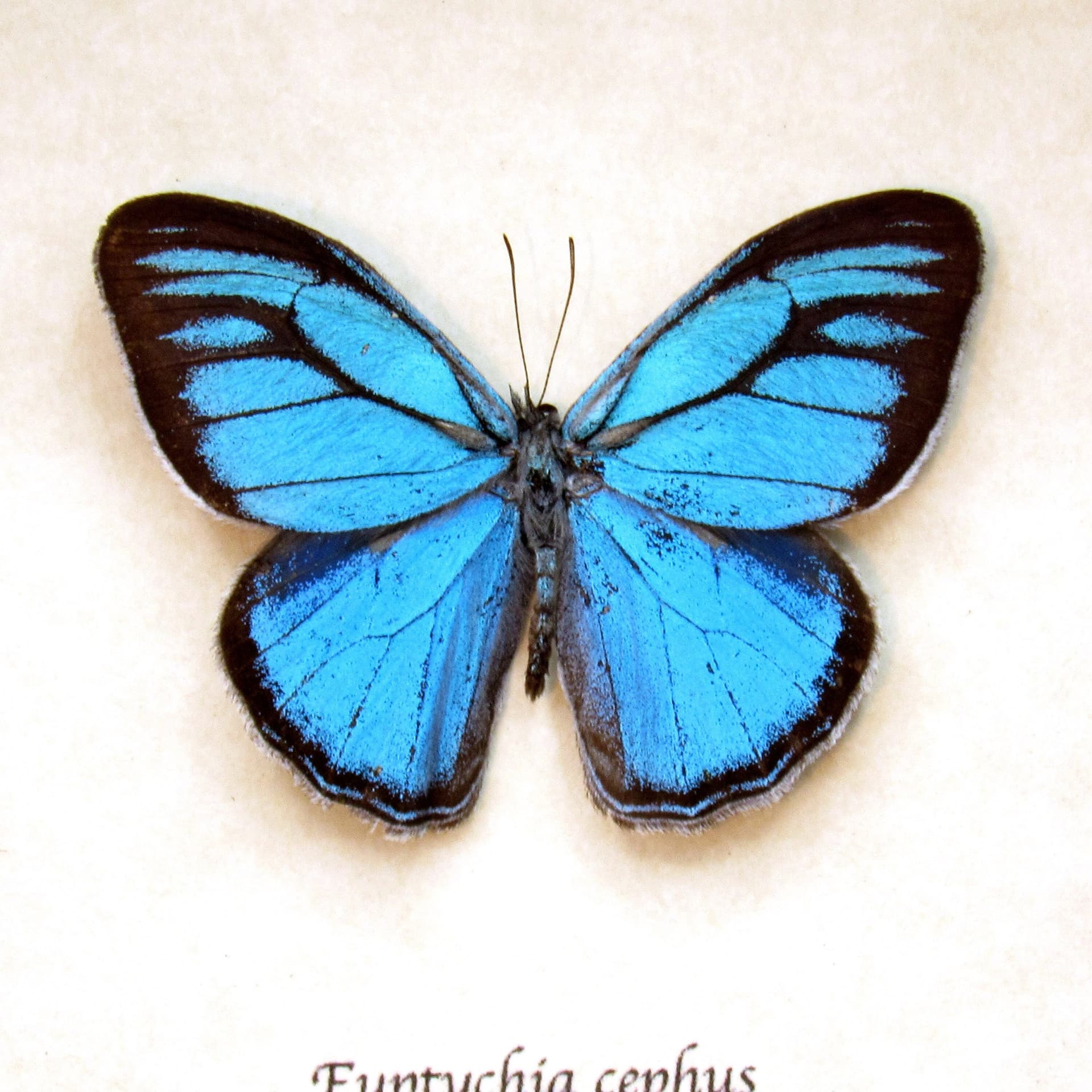 Rare metallic blue framed taxidermy butterfly - Euptychia cephus