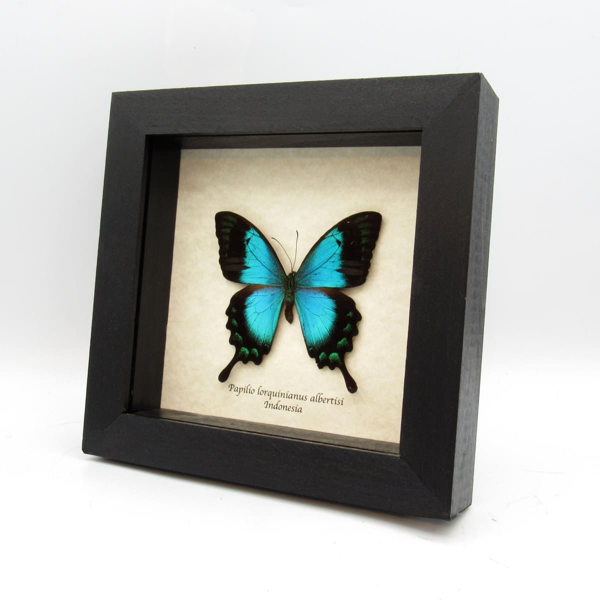 Real framed taxidermy Sea Green Swallowtail butterfly - Papilio lorquinianus albertisi
