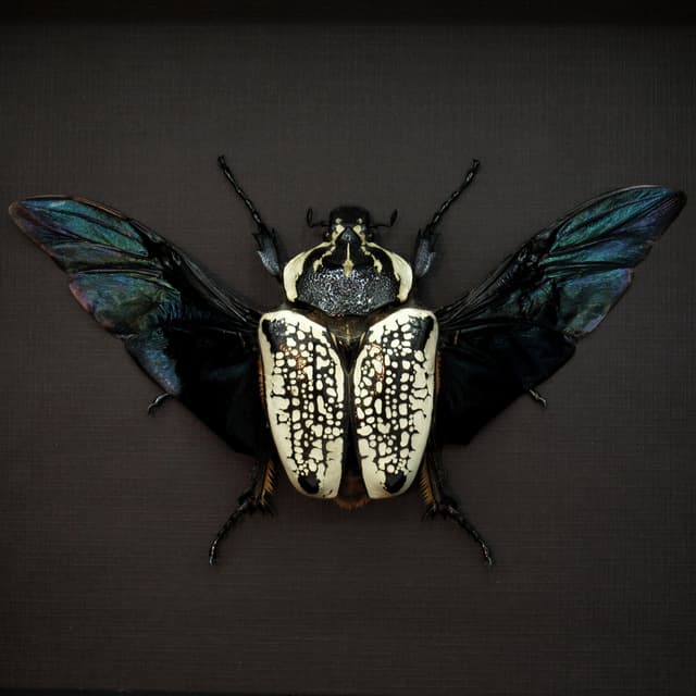Real Giant Flower Beetle framed taxidermy - Goliathus orientalis - XL female