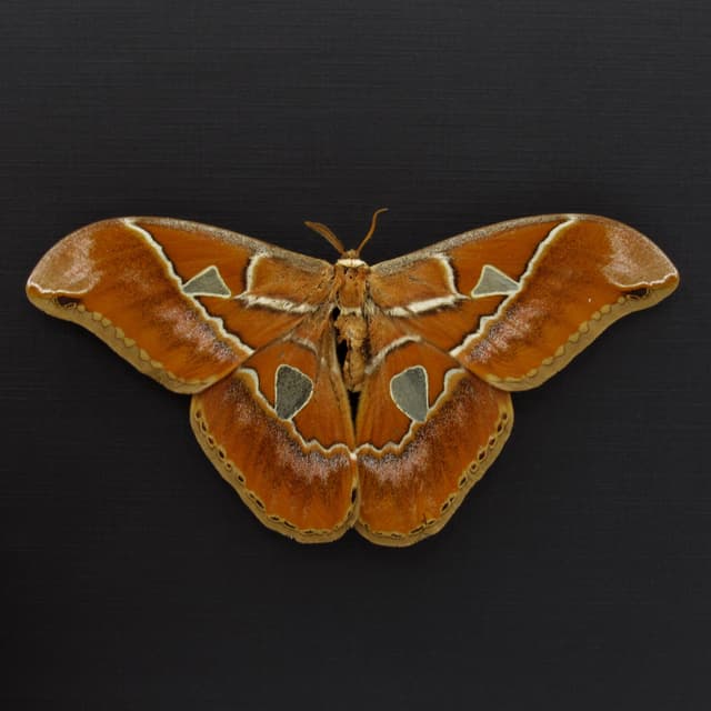 Real large Saturn moth framed taxidermy - Rothschildia hesperus - Victorian mount