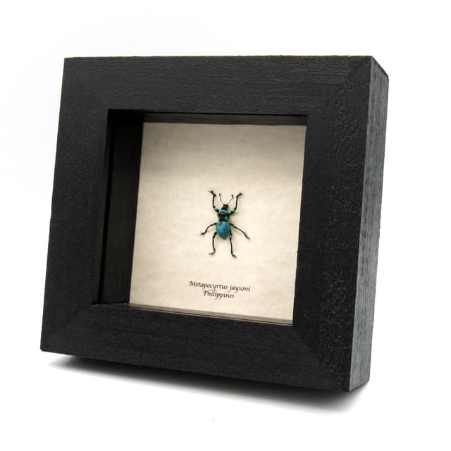 Rare blue weevil beetle framed specimen - Metapocyrtus jaysoni
