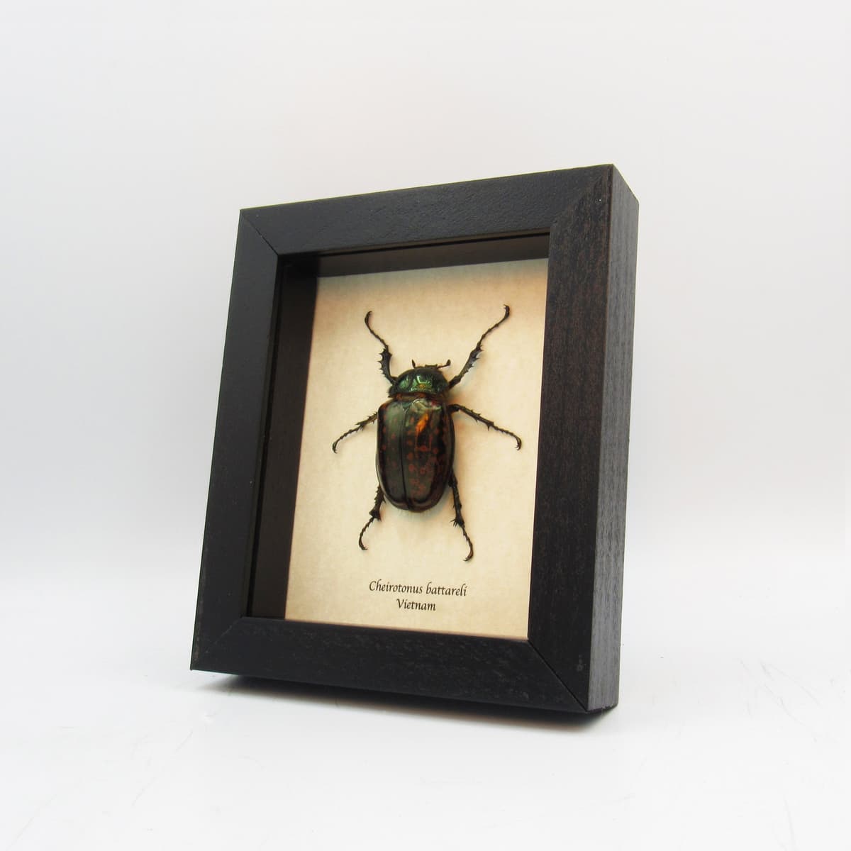 Real Long-armed Scarab beetle framed taxidermy - Cheirotonus battareli - female