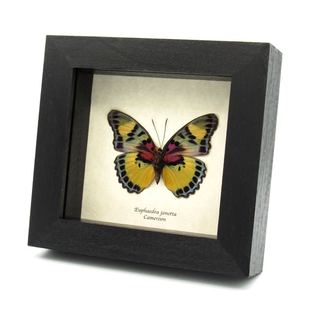 Rare Forester butterfly framed taxidermy - Euphaedra janetta - female