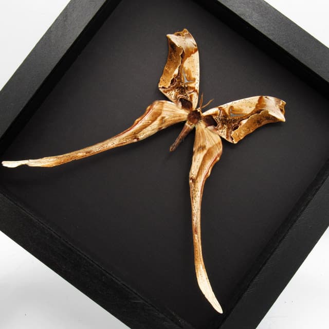 Rare Giant Saturn moth framed taxidermy - Copiopteryx derceto