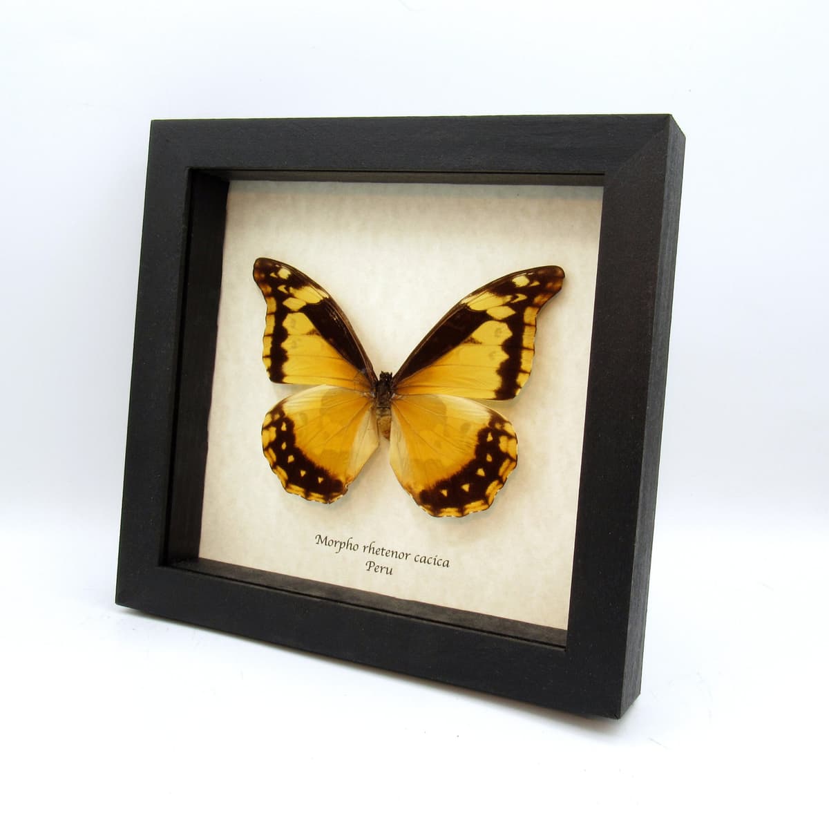 Rare Giant Yellow Morpho butterfly framed taxidermy - Morpho rhetenor cacica - large female - damaged/missing antenna