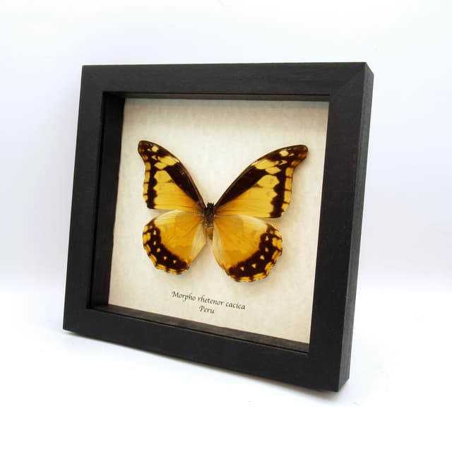 Rare Giant Yellow Morpho butterfly framed taxidermy - Morpho rhetenor cacica - large female - damaged/missing antenna