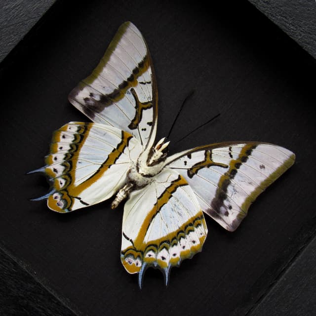 Real pearlescent butterfly framed taxidermy - Polyura eudamippus