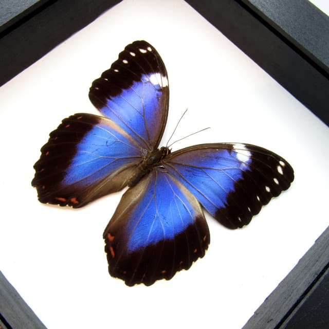 Real Violet Morpho butterfly taxidermy - Morpho helenor violaceus