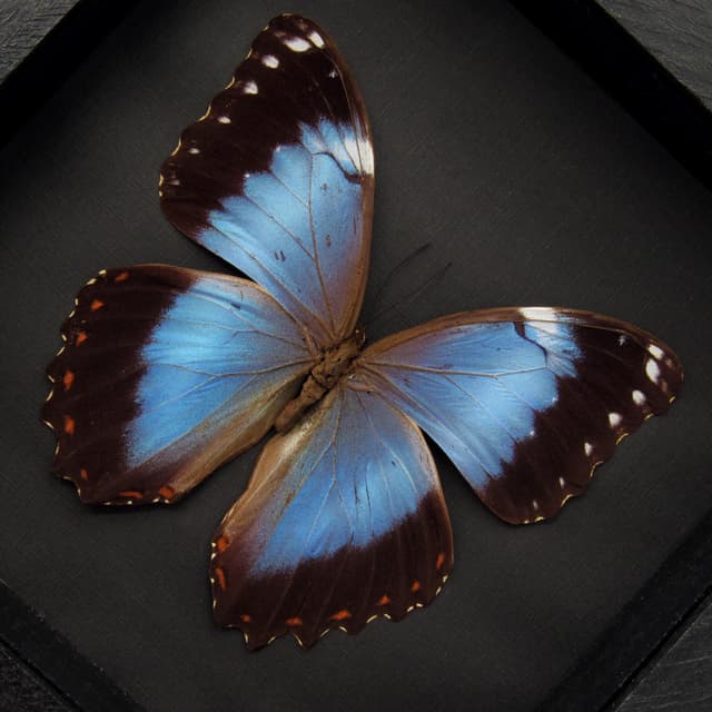 Rare Hybrid Morpho framed taxidermy - Morpho helenor violaceus x Morpho achilles - 2