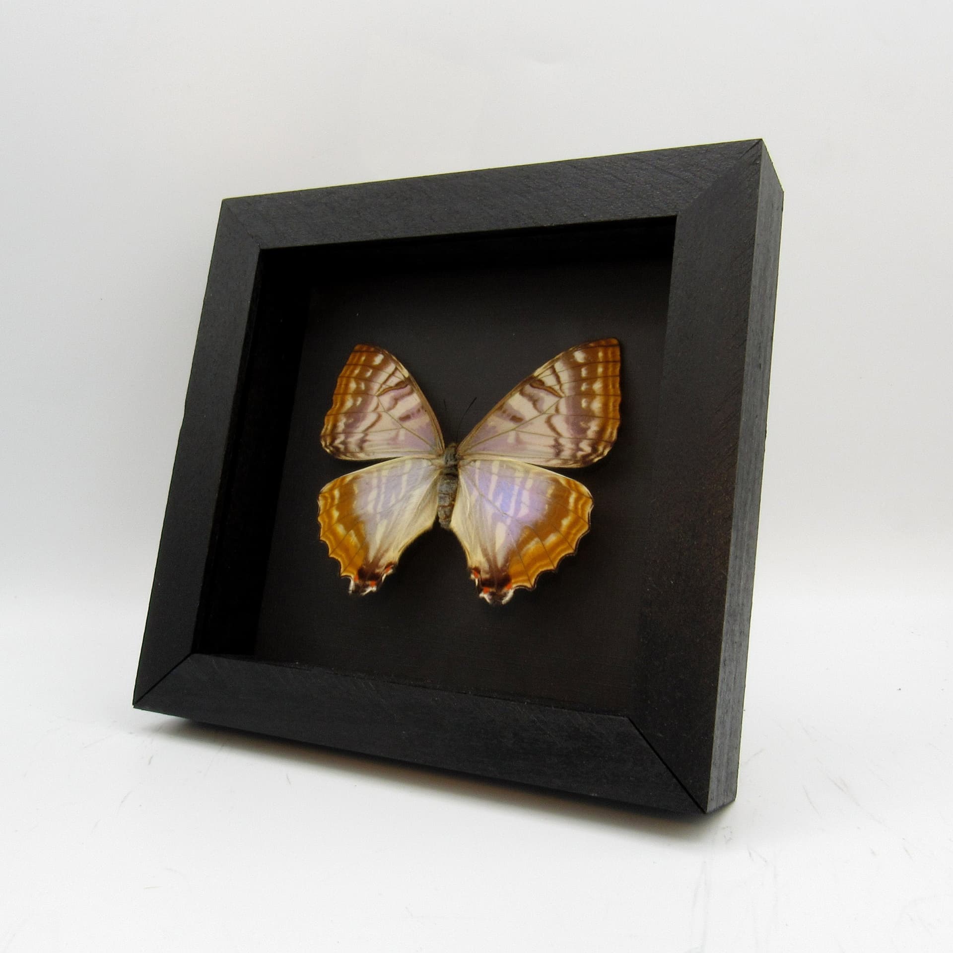 Rare Pearl morpho framed taxidermy - Morpho sulkowskyi - female