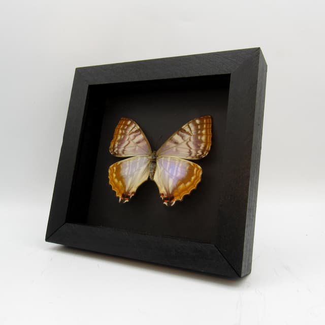 Rare Pearl morpho framed taxidermy - Morpho sulkowskyi - female