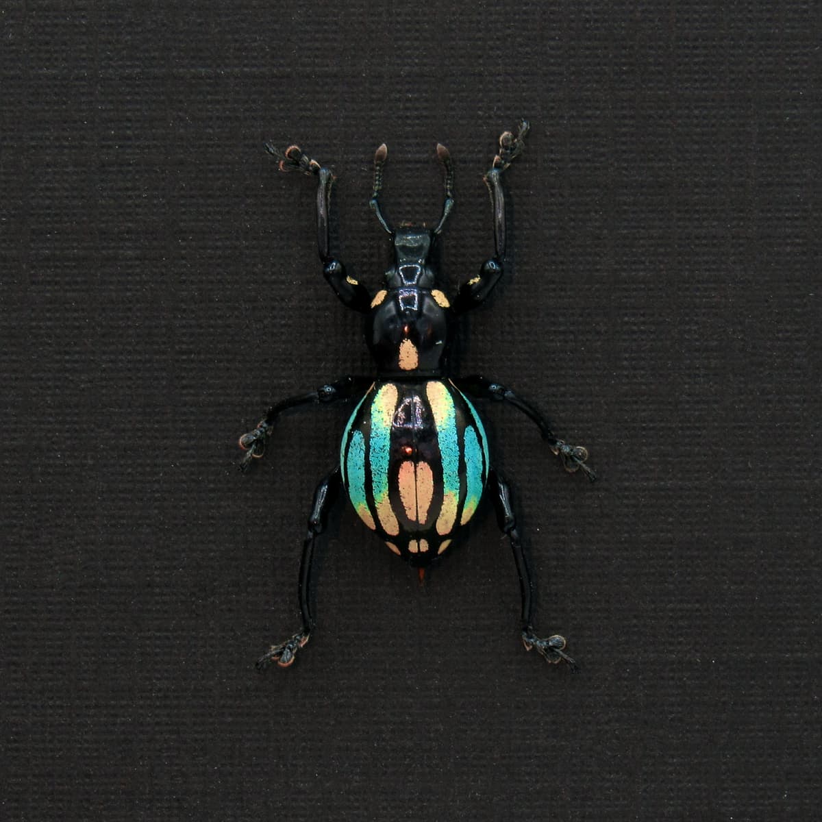 WEEVIL MANIA!  Real framed weevil beetle taxidermy - Pachyrhynchus dohrni - peach form