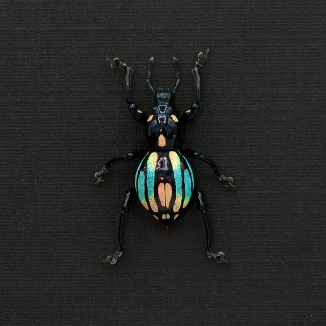 WEEVIL MANIA!  Real framed weevil beetle taxidermy - Pachyrhynchus dohrni - peach form