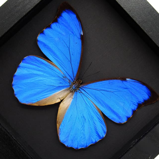 Rare metallic blue Anaxibia Morpho butterfly framed taxidermy - Morpho anaxibia