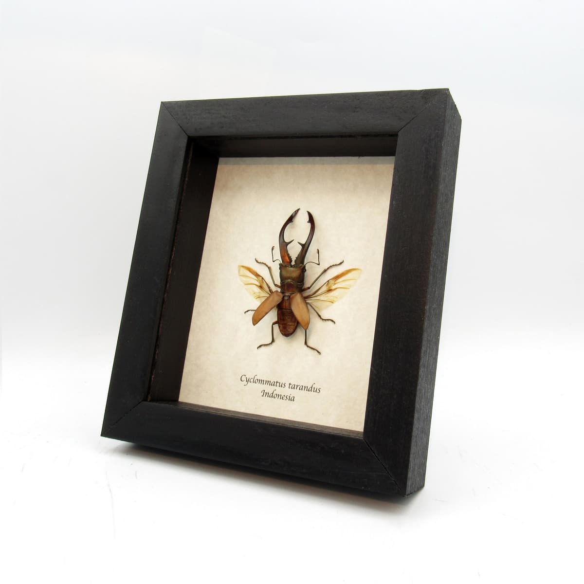 Real Stag beetle framed taxidermy - Cyclommatus tarandus